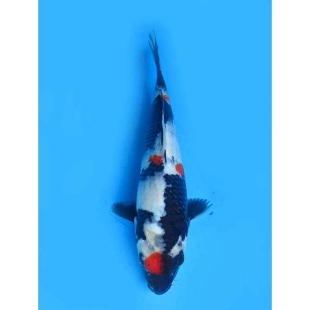 Kindai Showa - 23cm male