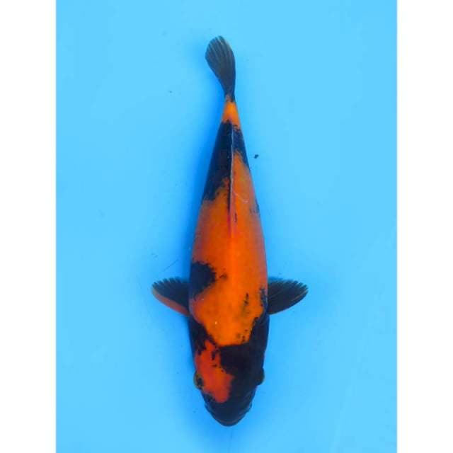 Hi Utsuri - 30cm Female