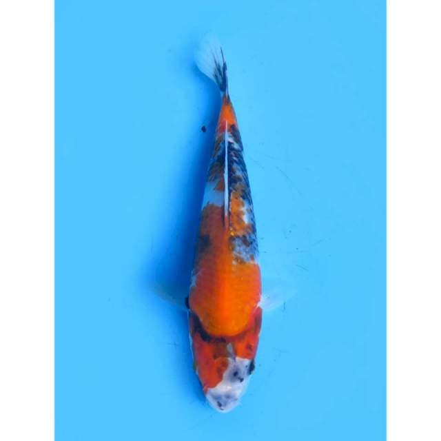 Showa Tategoi - 23cm Male
