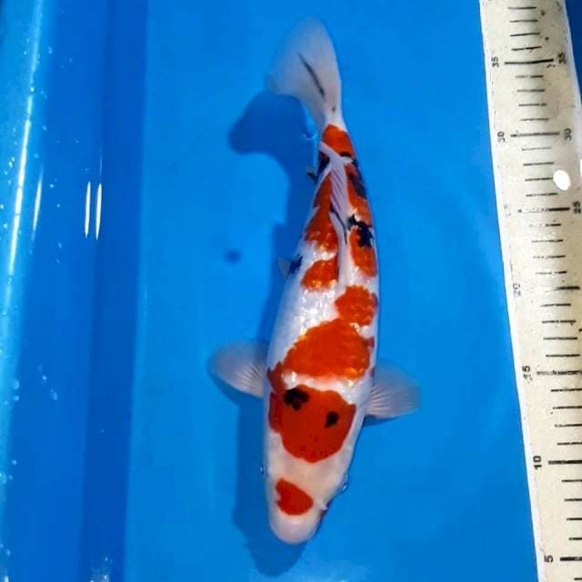 SANKE GINDRIN BODY KAPAL SELAM 30 CM
