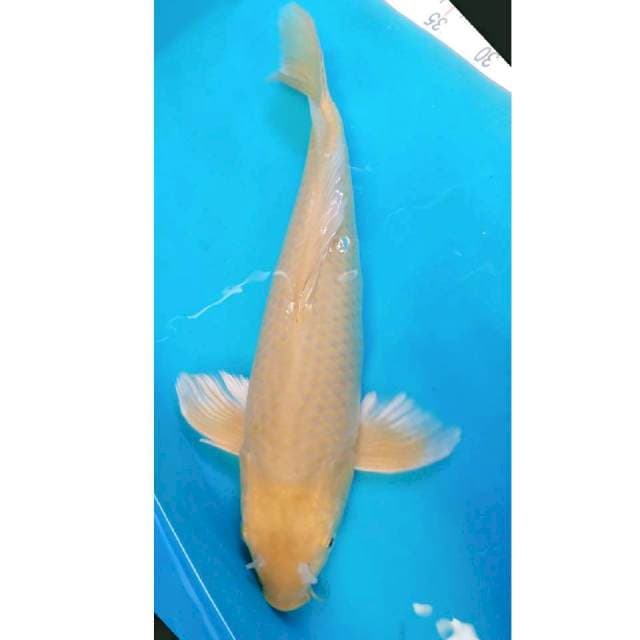 Kumpay Midori Punuk 36cm