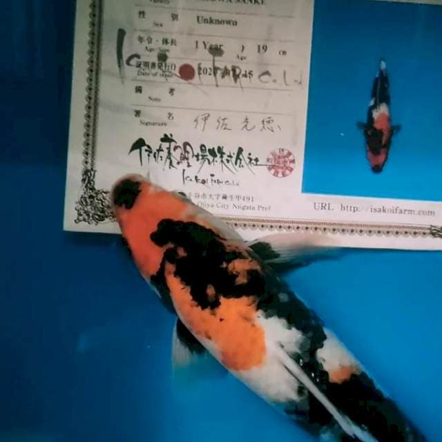 Showa 38 cm jantan