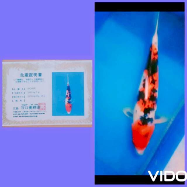 sanke 50cm BU