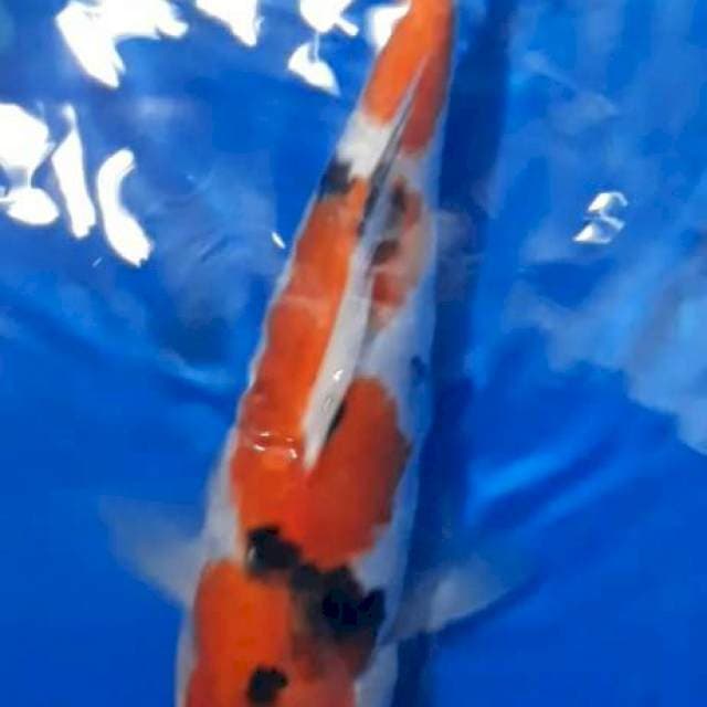 Sanke Prospek, 25cm