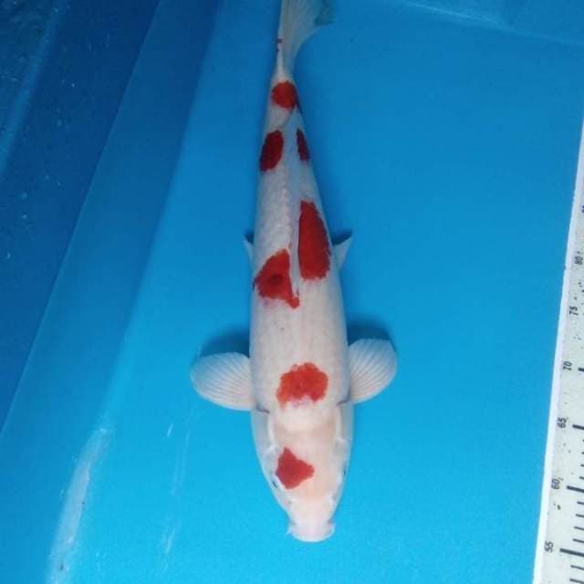 Kohaku 50 cm