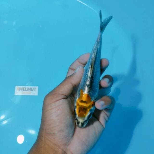 Kiko 20cm