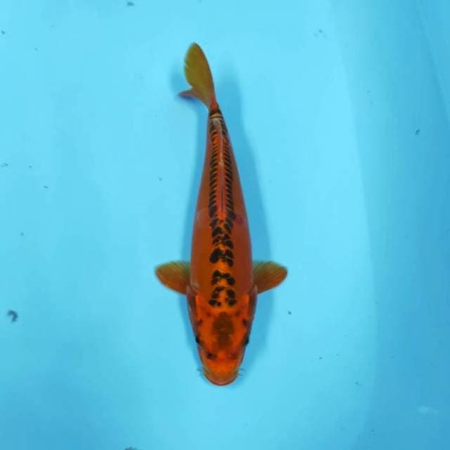 SHINE ORANGE
