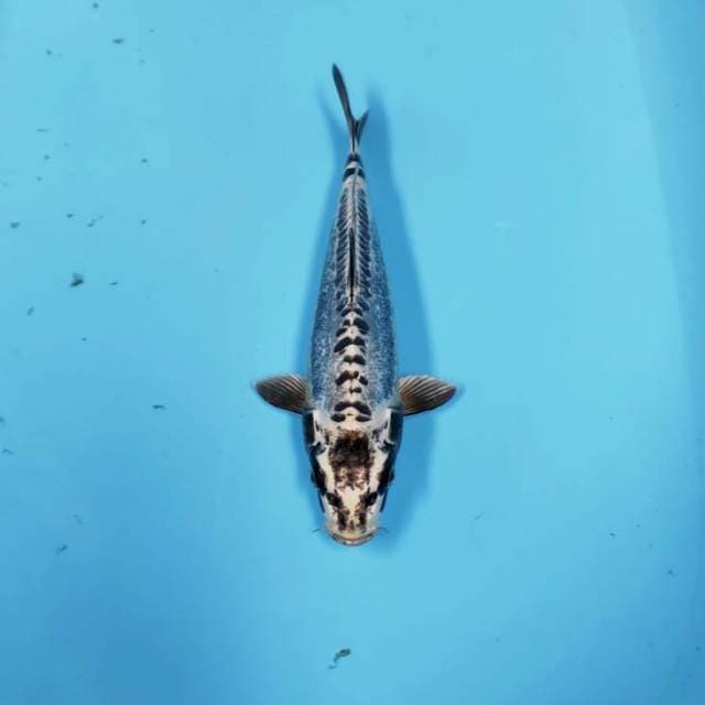 BLACK METALIC