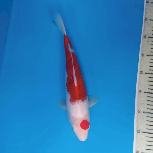 Maruten Kohaku ~34