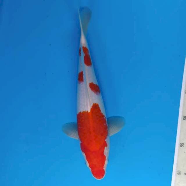 Kohaku ~34
