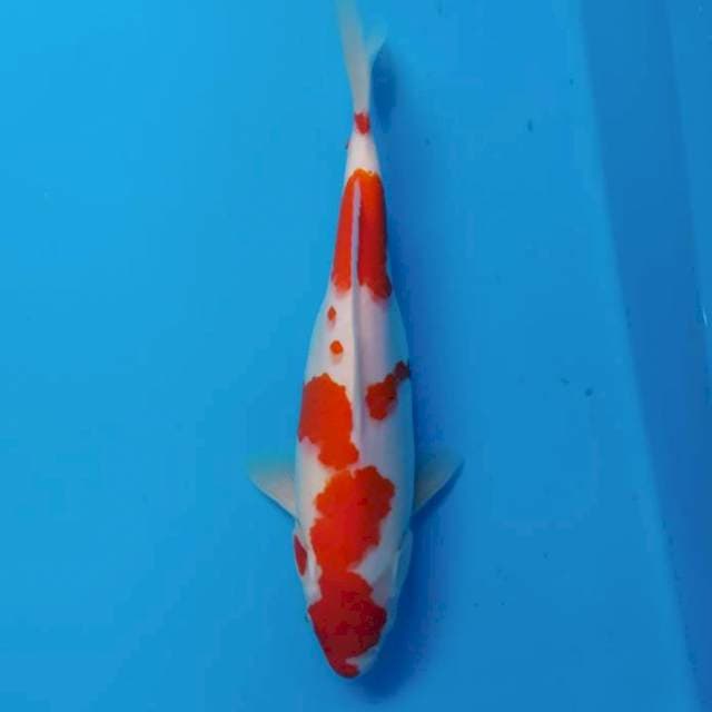 Kohaku ~33