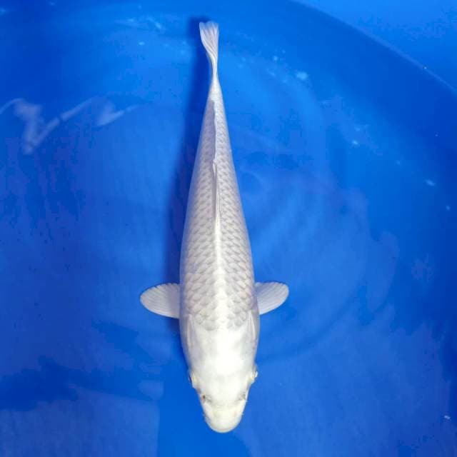 Platinum 33cm