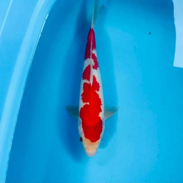 Kohaku Inazuma, male 30 cm