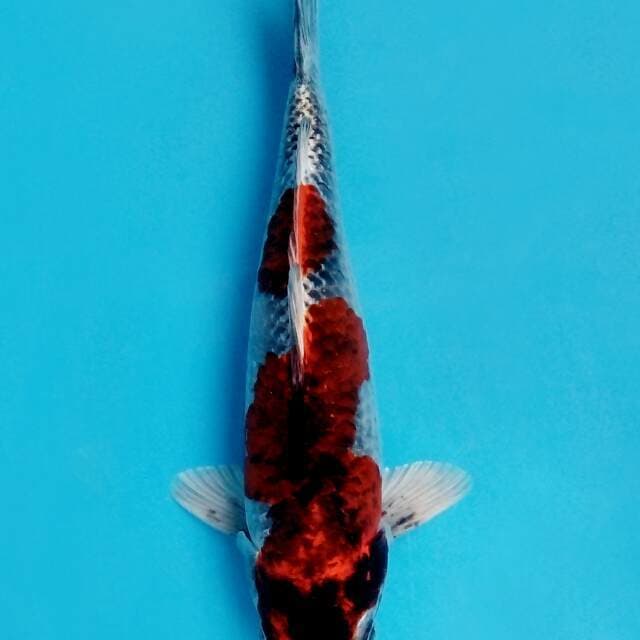 Gosiki metalix
