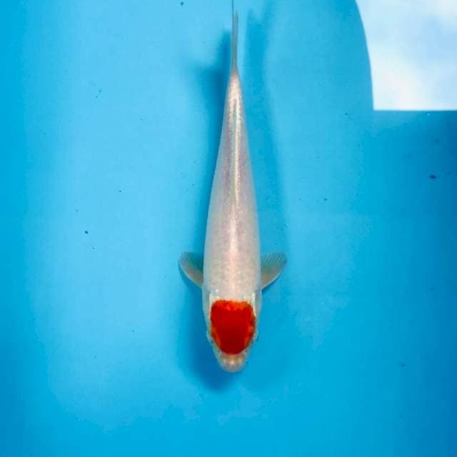 Tancho Ogon, 27 cm
