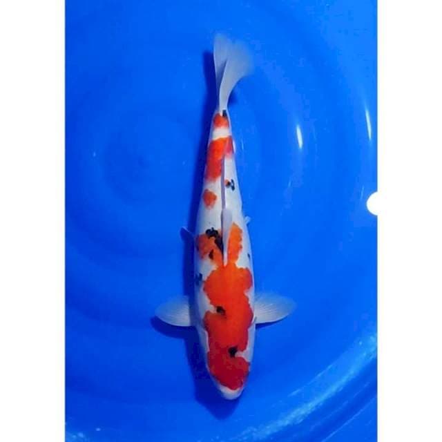 HQ Jumbo Sanke Halus 42cm (F)