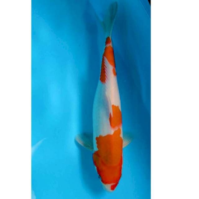 Kohaku Punuk Jantan 35cm