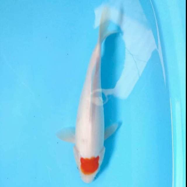 Tancho 31cm