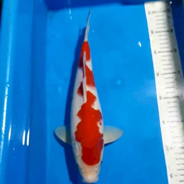 INAZUMA KOHAKU 34 CM