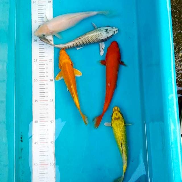 #1 mix penjinak kolam