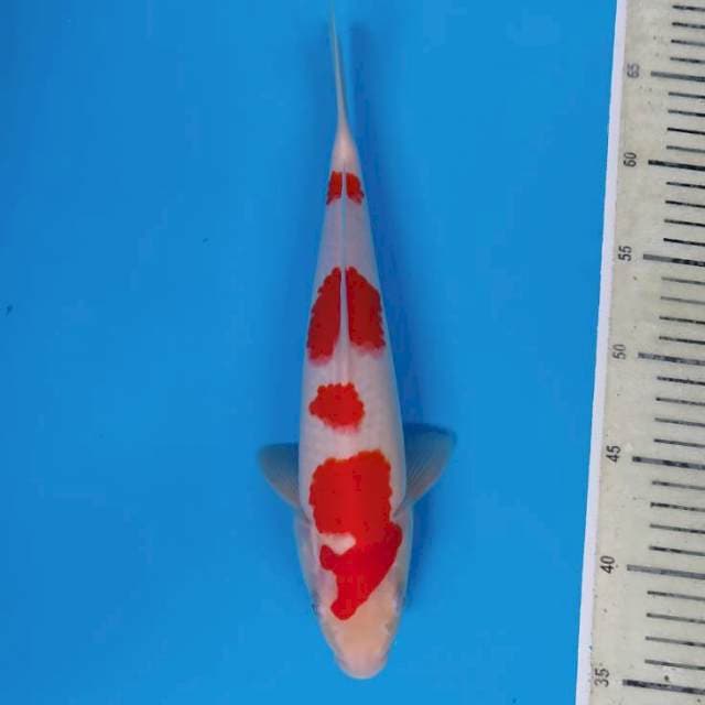 Kohaku ~32