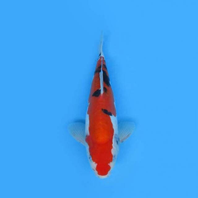 Sanke Doitsu 33 cm