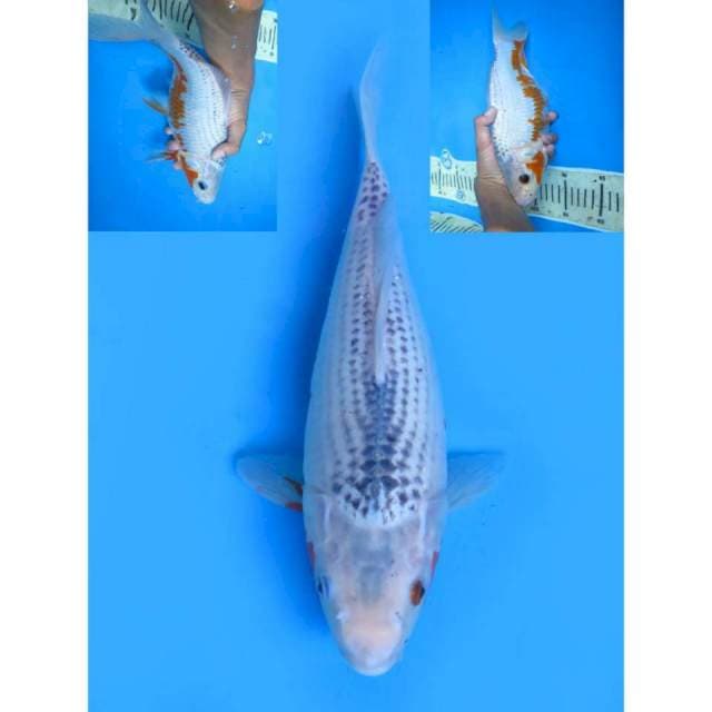 Asagi Tategoi - 30cm