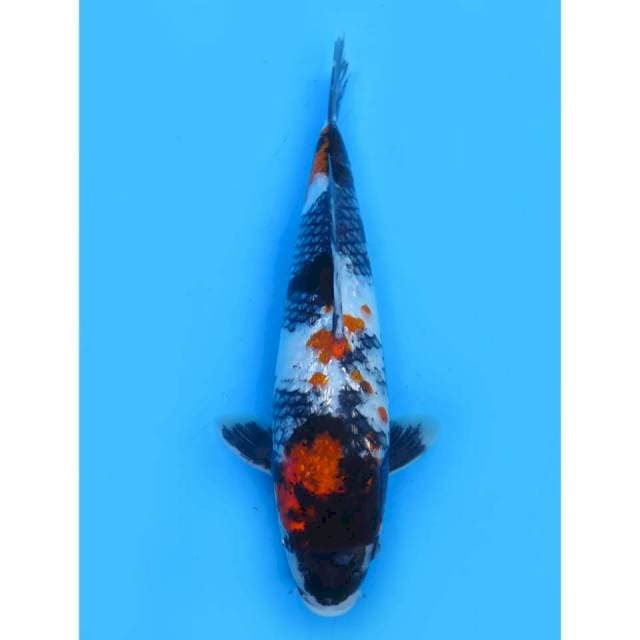 Showa Ginrin F1 - 30cm Male