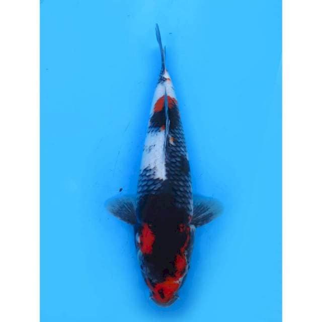 JT Showa F1 - 34cm Male