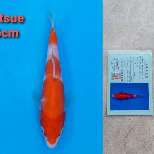 Matsue Kohaku 16cm certi