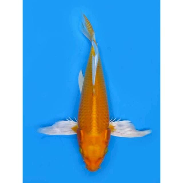 Kumpay Ogon - 36cm Male