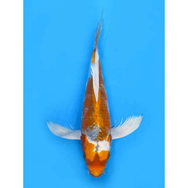 Kumpay Langka - 33cm