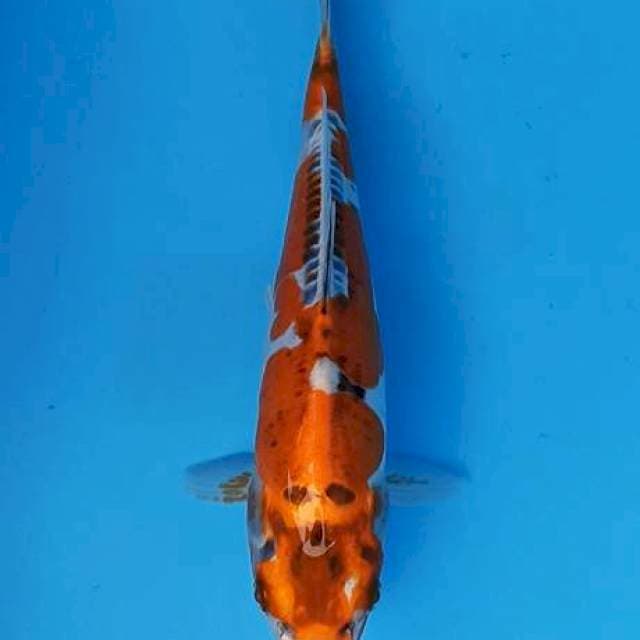 Kawarimoyomono kiko 27cm antik