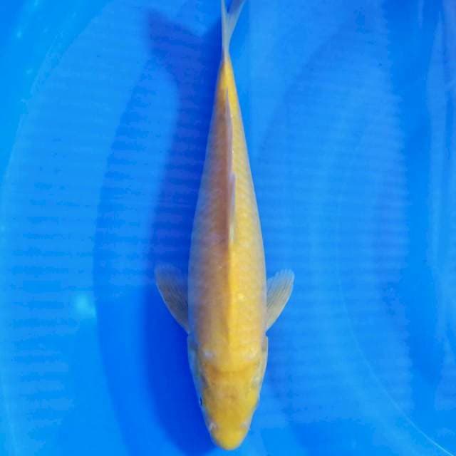 Karashi mata merah 33cm male