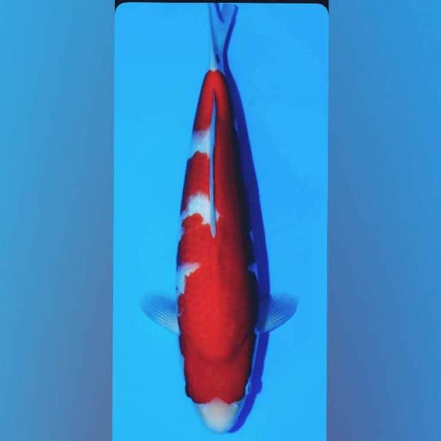 Maruyama kohaku