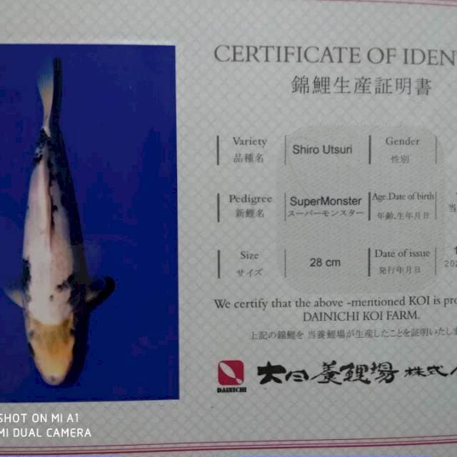 Dainichi Shiro Serti Hologram
