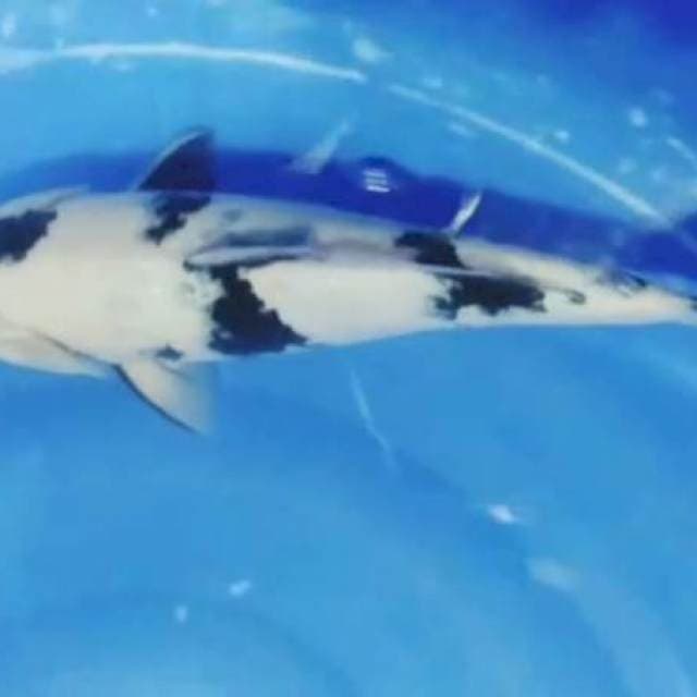 SIRO FEMALE 38CM