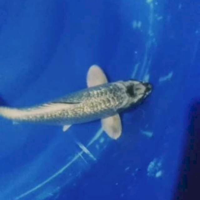 Mukasi gindrin 31cm male
