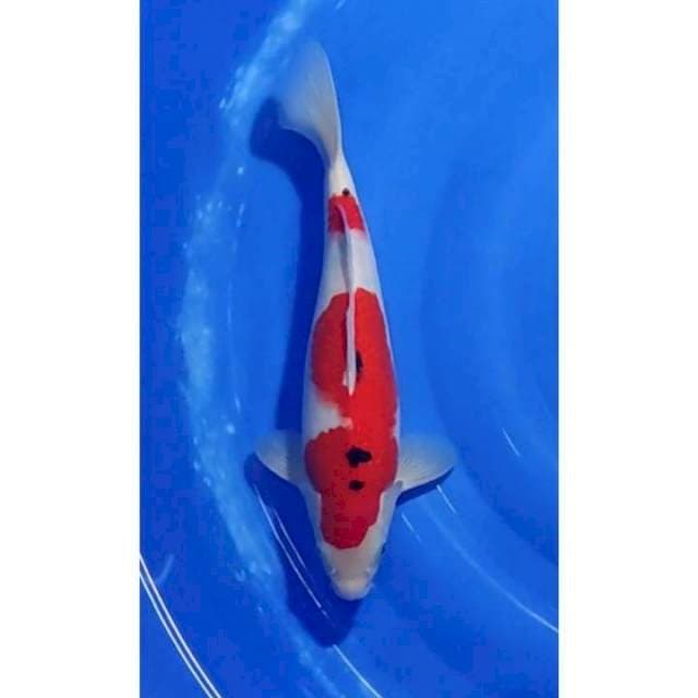 HQ Taisho Sanshoku (Sanke) Strong Halus 34cm (M)