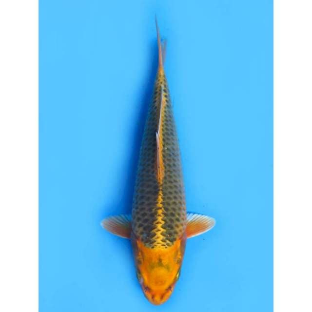 Kin Matsuba - 24cm Male