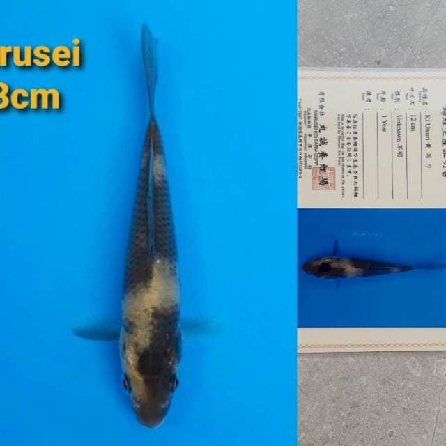 Marusei Ki-Utsuri 13cm certy
