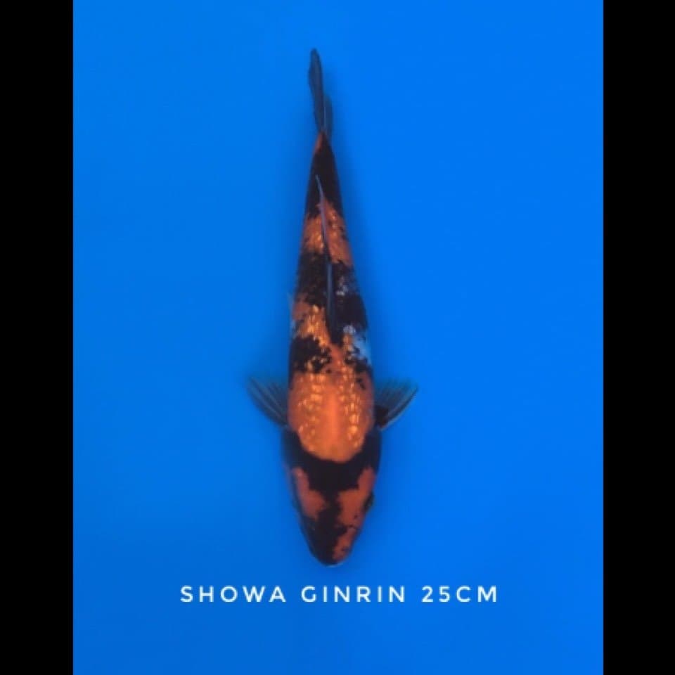showa ginrin 25cm