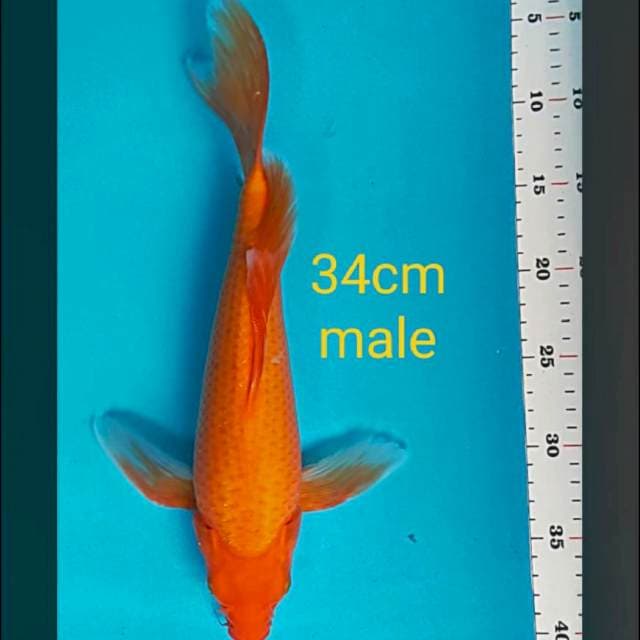 Kumpay benigoi 34cm male