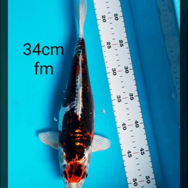 Maruten kujaku doit 34cm