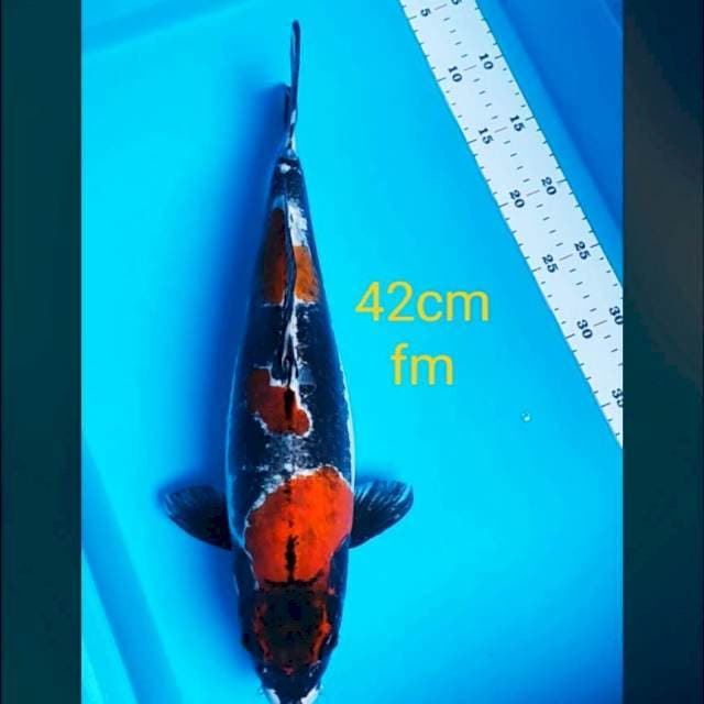 Super benikiko 42cm