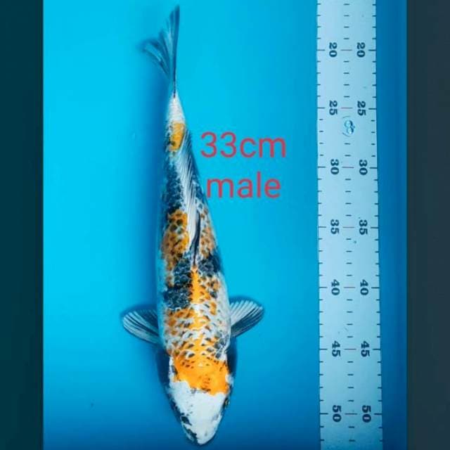 Kin showa 33cm male