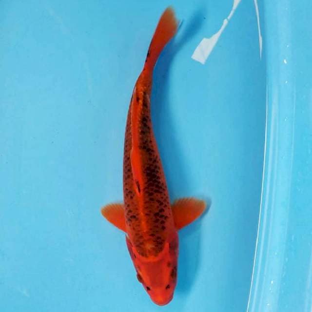 Aka Matsuba 33cm