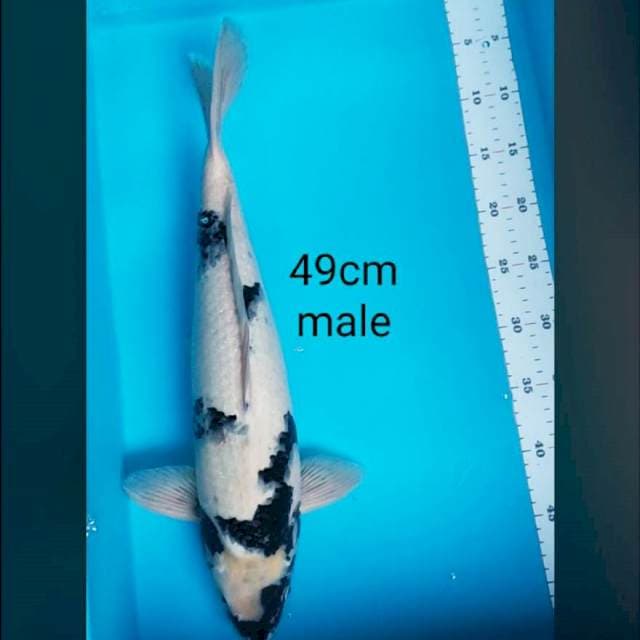 Shiro strong 49cm male