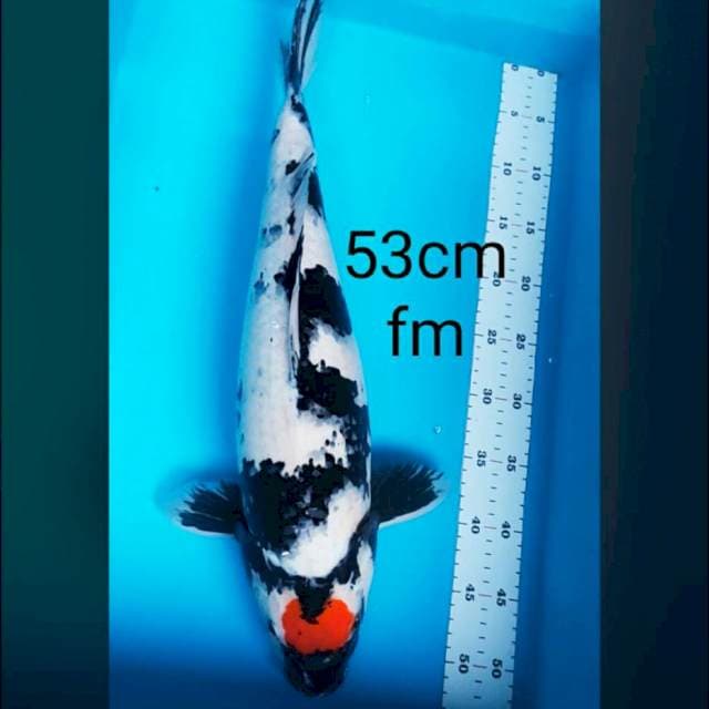 Tancho showa 53cm jumbo