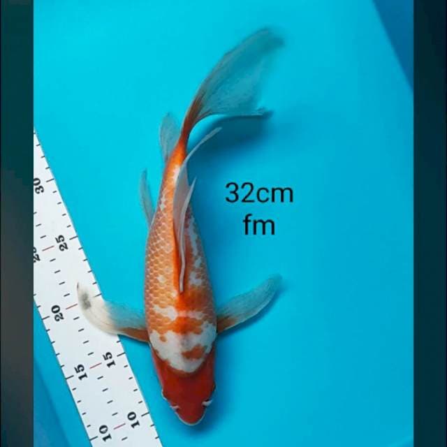 Kumpay kohaku kanoko 32cm male